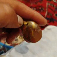 شجر سلیمانی