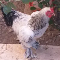 خروس و مرغ برهما ومحلی