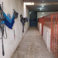 باکس-اسب