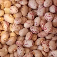 لوبیا چیتی خمین ۸۰درصد درشت ۲۰درصد متوسط