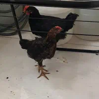 مرغ و خروس رسمی