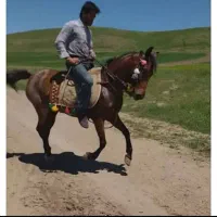 اسب مادیان