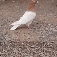 بازیکن|پرنده|بم, |دیوار