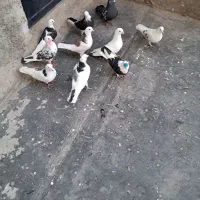 ۵جفت کبوتر همه کفترا تیر ماه گرو