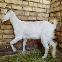بز و بزغاله دورگه