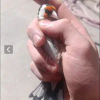سهره قوار دار انتیک