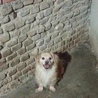 سگ پاکوتاه شیتزو