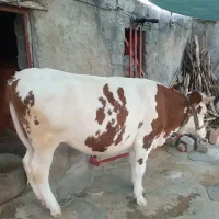 گوساله سیمتال شاخ سوزنی