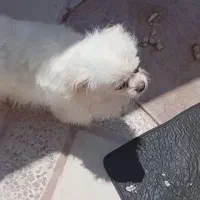 سگ گوگولی