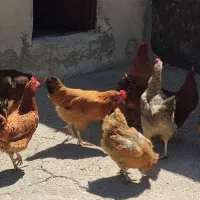 مرغ تخم گذار