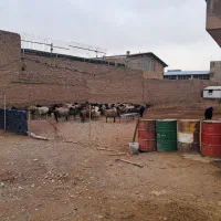 کود گوسفندی