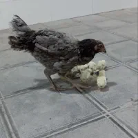 حوجه لاری با مرغ