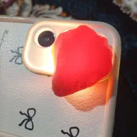 سنگ های قیمتی