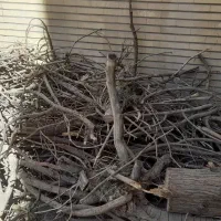 چوب خشک و تنه درخت
