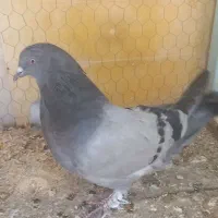 مفلق کبوتر پر۱۴دم