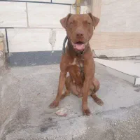 یک قلاده سگ پیت بول ماده