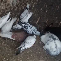 خرگوش نرو ماده