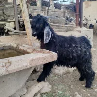 کهره نر اصیل
