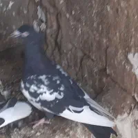کبوتر