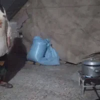 ۳۴گونی گندم