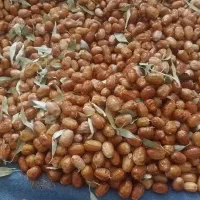 سنجد تازه  امساله