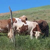 گاوشیری سمینتال