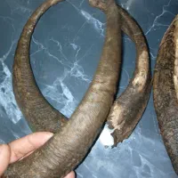 تعدادی شاخ برای ساخته دسته چاقو و کار هنری