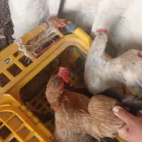 مرغ کردی