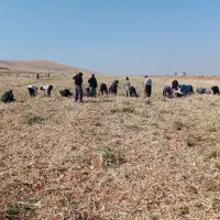 سرکارگر امورات کشاورزی.... آقای مرادی
