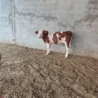 چهار راس گوساله نر