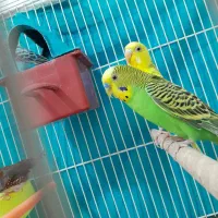یک جفت مرغ عشق کار داده زمانتی