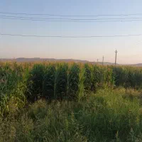 فروش علوفه ذرت درجه یک به شرکتها و گاوداری ها