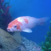 ماهی کوی اکواریوم ۴۰سانت