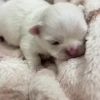 پامرانین عروسکی نروماده