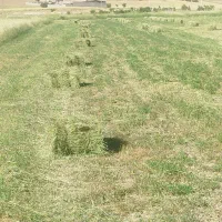 یونجه