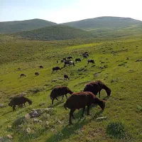 باسلام به برنامه دیوار ده عدد قوشدوق مو سیم