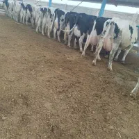 تعداد 30 عدد گاو دامداری صنعتی تکی کلی تولید بالا