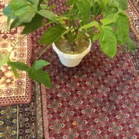 گل طبیعی|گل و گیاه طبیعی|بروجرد, |دیوار