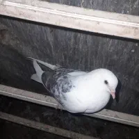 ۷ عدد کبوتر پرشی