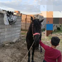 اسب|اسب و تجهیزات اسب‌سواری|گرگان, |دیوار