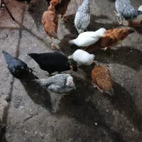 نیمچه جوجه . مرغ و خروس