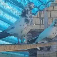 کفتر شمرونی کله دم سبز دهنجور پرش سنگین تضمینی