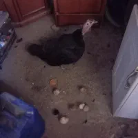 بوقلمون و جوجه گلین