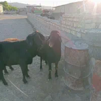 قوچ