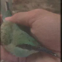 پرنده سبزغبا