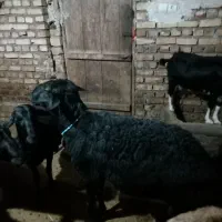 قوچه قره قزل