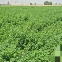 یونجه بسته بندی