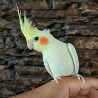عروس هلندی،طوطی،سهره،قناری،مرغ عشق