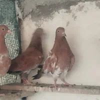 کبوتر|پرنده|بندر گناوه, |دیوار