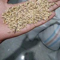 جو دامی و کشاورزی